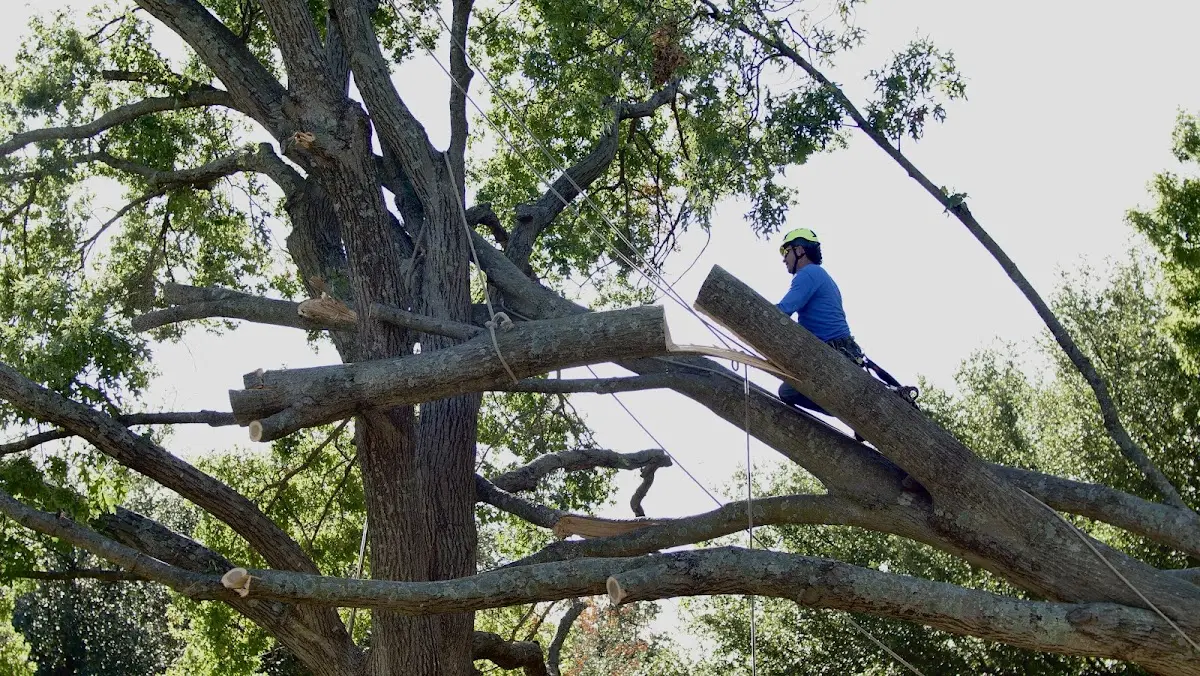 Professional Crown Thinning performed by certified arborists in Collinston
